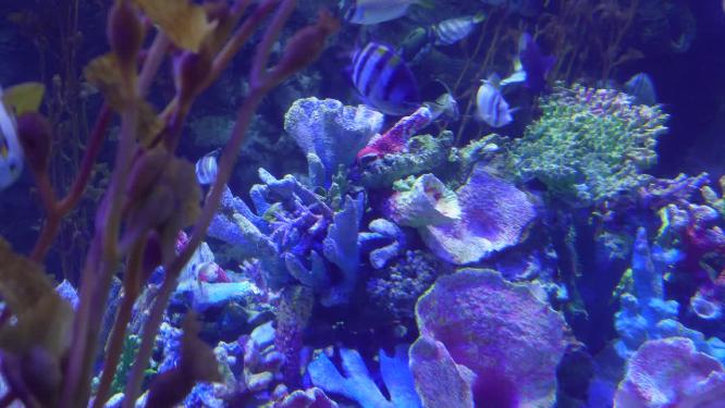 海洋生态海带海藻水藻深海