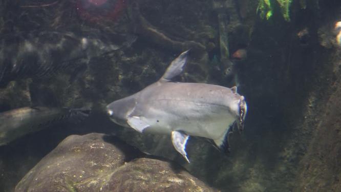 海洋馆鱼类鲨鱼鲶鱼