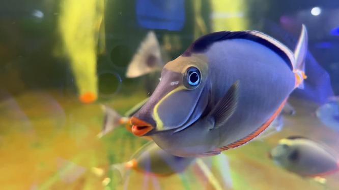 海缸水族馆海水鱼深海鱼海底世界