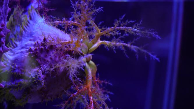 海苹果海葵触手珊瑚