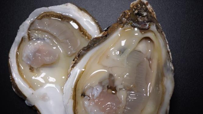 海蛎子打开的生蚝牡蛎海洋牛奶