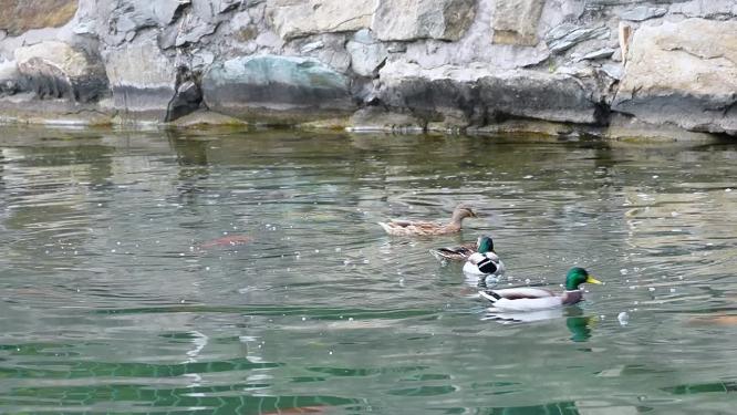 湖水里游泳划水游水起飞的野鸭子水禽水鸟
