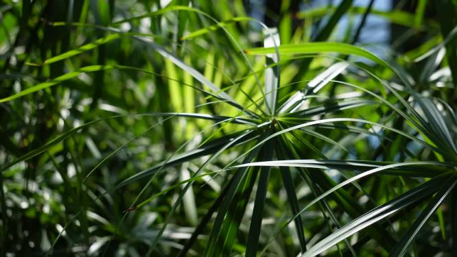 滴水观音水生植物植被