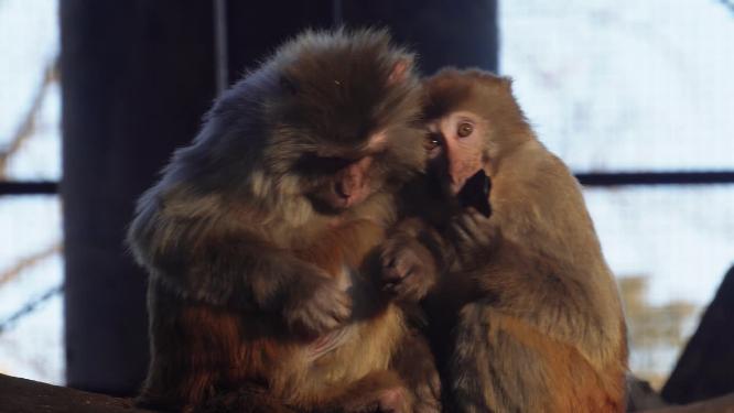 猴子一家抱在一起取暖温馨