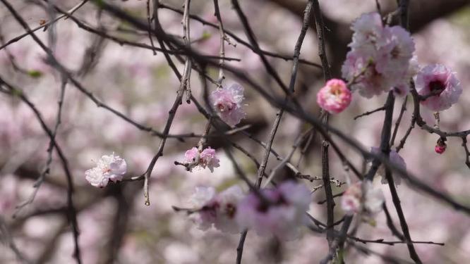 粉红色桃花腊梅樱花