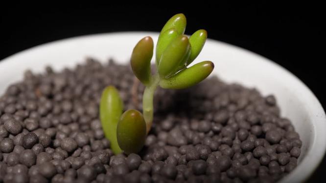虹之玉多肉植物盆栽绿植