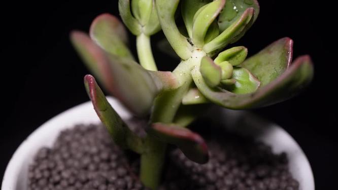 达摩宝珠多肉植物盆栽绿植