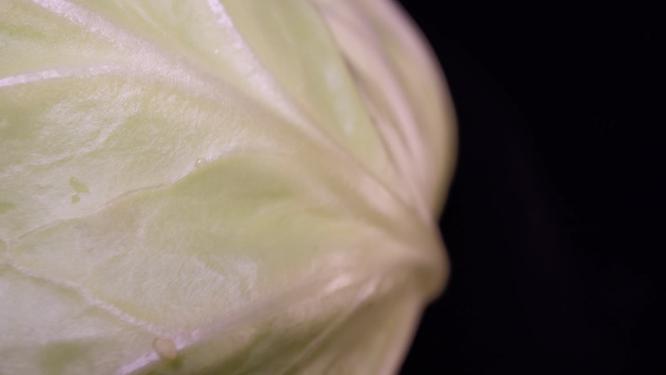 健康维生素食材圆白菜