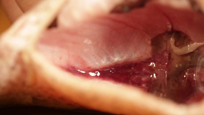剖开鲫鱼肚子用钢丝球清理鱼腹腔黑膜