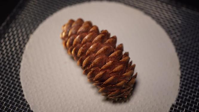 千层松松子松果松塔种子植物干燥标本