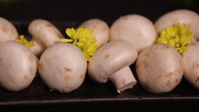 口蘑白蘑菇提鲜食材