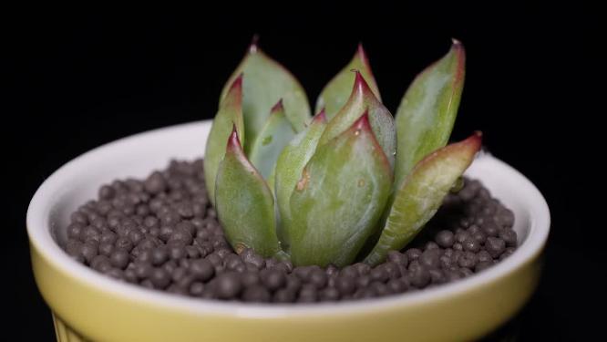 吉娃娃多肉植物盆栽绿植