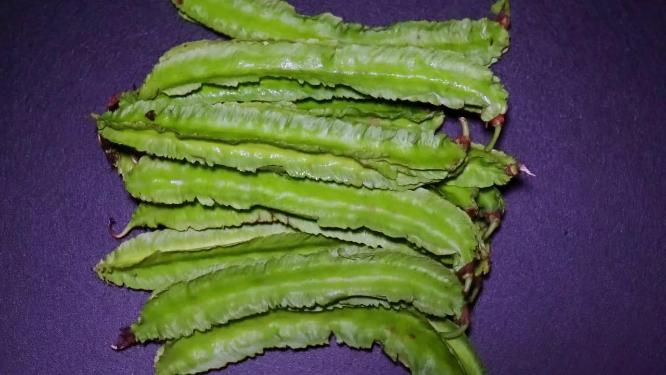 四角豆四棱豆龙豆