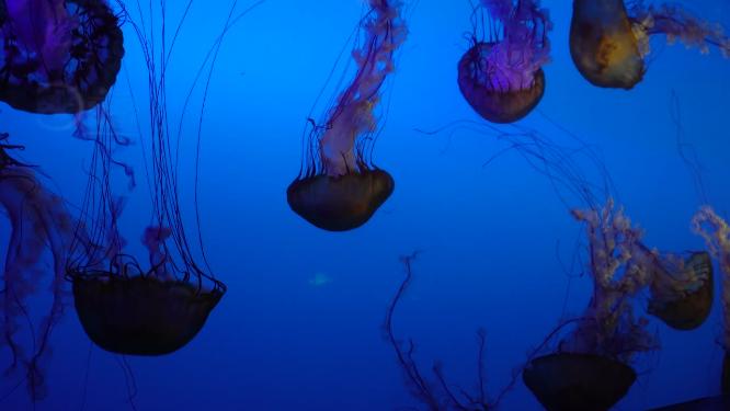 太平洋海刺水母海蜇海洋生物