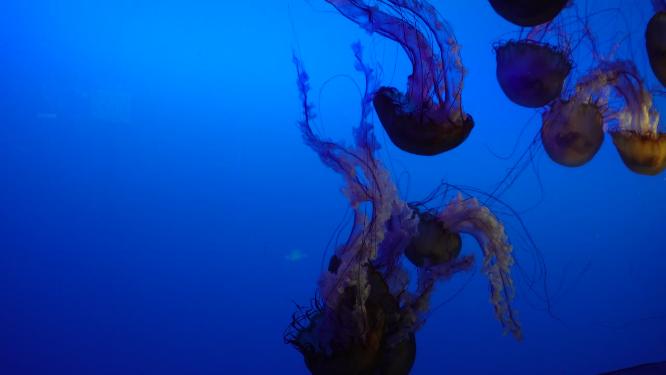 太平洋海刺水母海蜇海洋生物