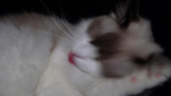 微距舔毛的宠物布偶猫毛茸茸