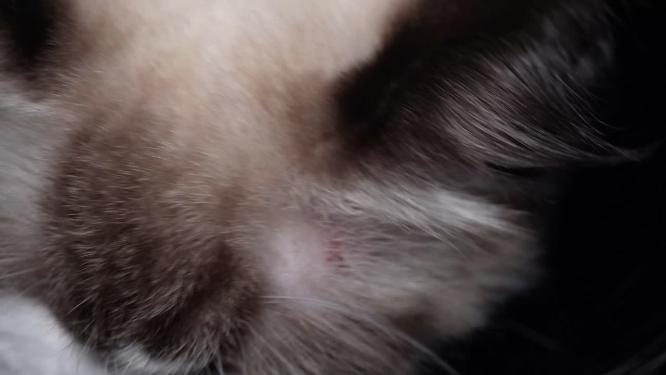 微距舔毛的宠物布偶猫毛茸茸