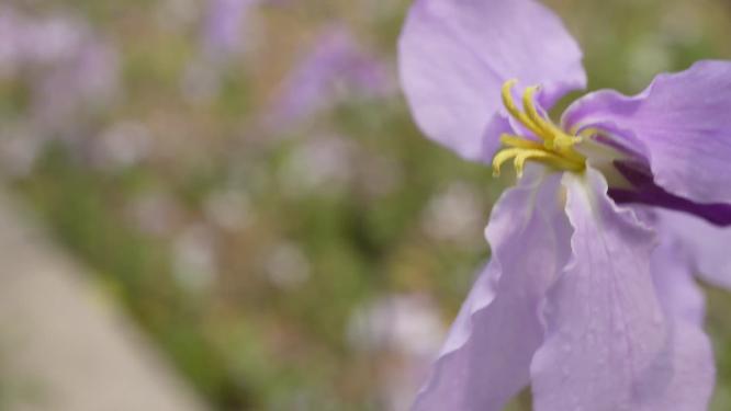 微距野花紫色藕荷色小花朵