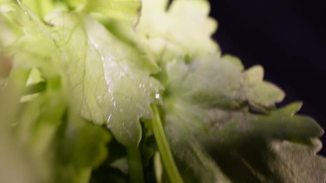提鲜香菜蔬菜老虎菜