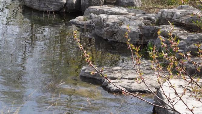 旅游湖水湖边植物游客游览