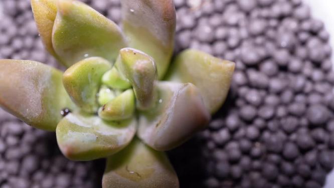 明月多肉植物盆栽绿植