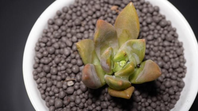 明月多肉植物盆栽绿植