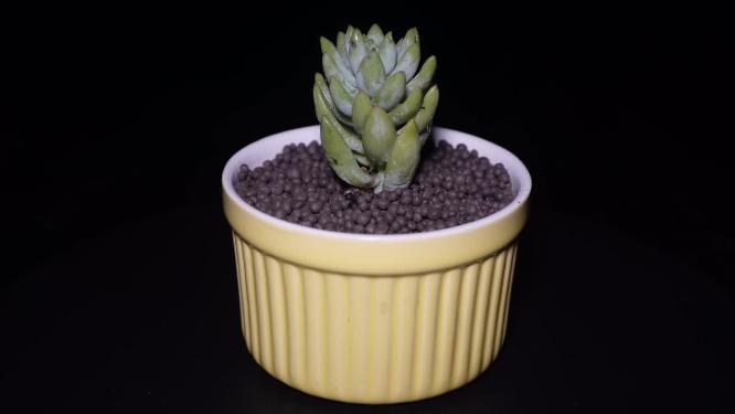 树冰多肉植物盆栽绿植