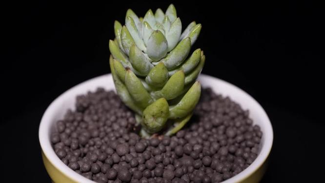 树冰多肉植物盆栽绿植