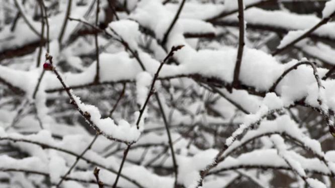 树枝上的积雪雪松落雪