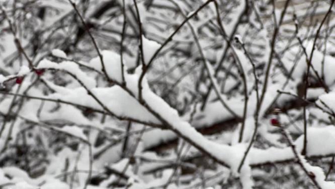 树枝上的积雪雪松落雪