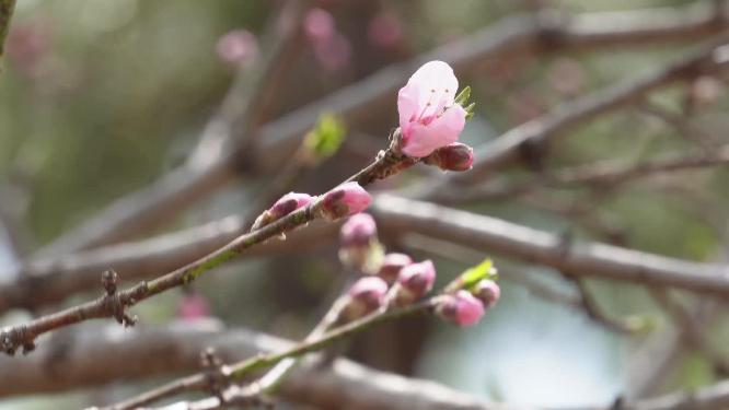 桃花梅花花蕾花苞花骨朵开花
