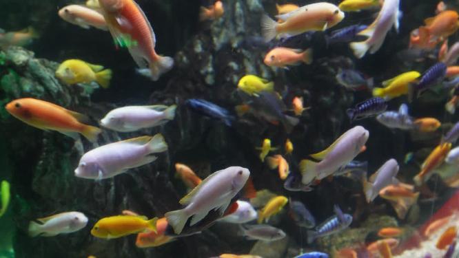 水中游动的观赏鱼三湖慈鲷
