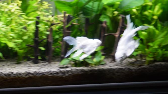水族箱金鱼球型锦鲤蝴蝶鲤鱼缸4k