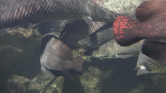水族馆水族箱水下鳞片水怪