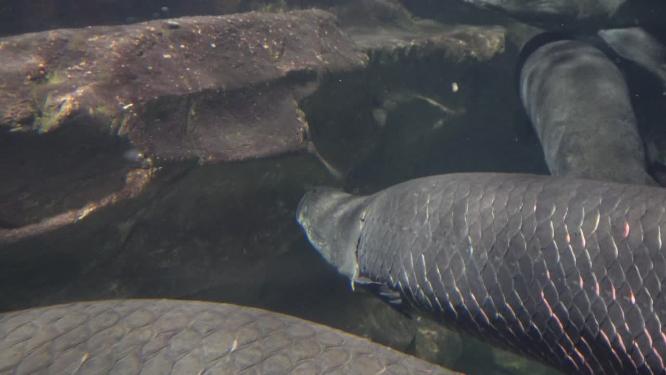 水族馆水族箱水下鳞片水怪