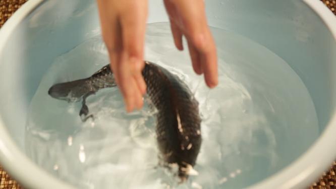 水盆清水养鲫鱼