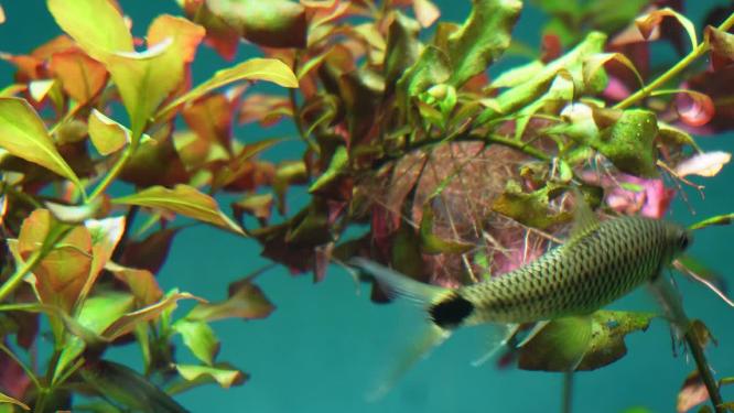水草水族箱鱼缸造景青苔黄金胡子