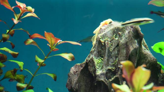 水草水族箱鱼缸造景青苔黄金胡子