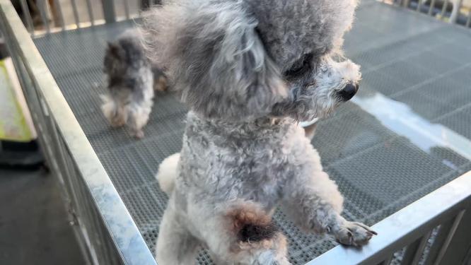 泰迪犬灰泰迪小狗宠物狗喂狗狗粮
