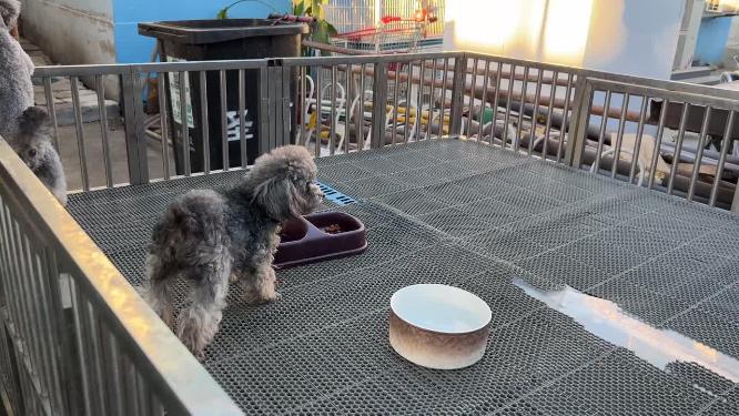泰迪犬灰泰迪小狗宠物狗喂狗狗粮