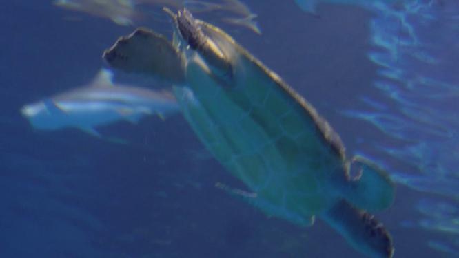 深海海龟乌龟水龟海底