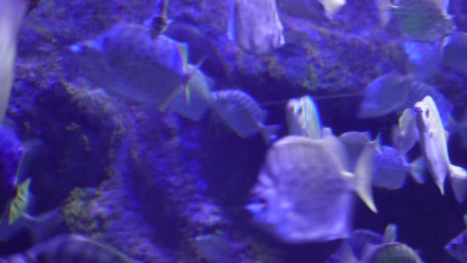 深海鱼群小鱼水下海底世界
