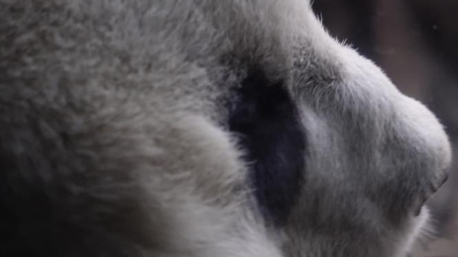 特写大熊猫毛发国家级保护动物4k