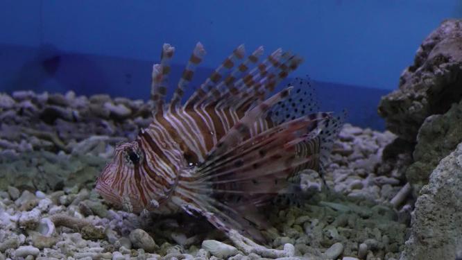 狮子鱼观赏鱼海洋生物