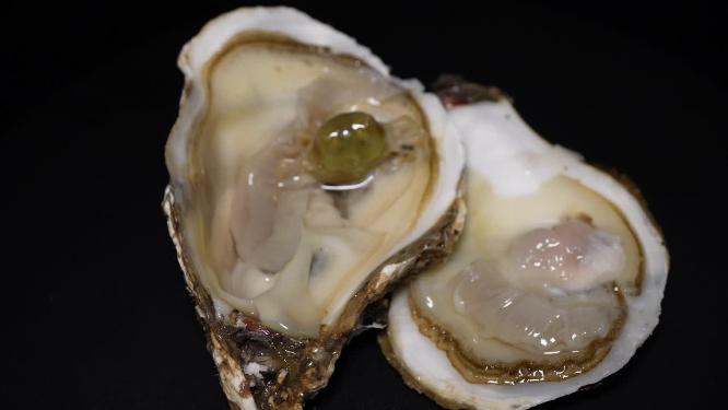 生蚝里的寄生小螃蟹豆蟹海洋生物