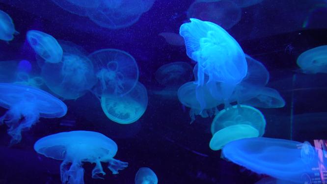 瘤手水母海底世界深海水母