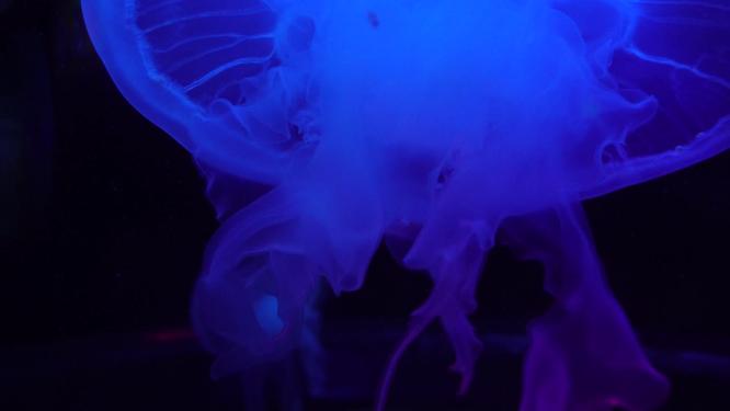瘤手水母海底世界深海水母