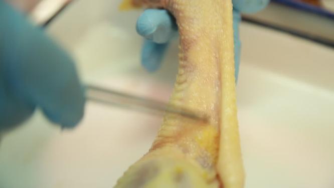禽类鸡肉白羽鸡皮下淋巴腺