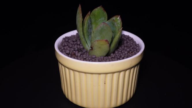 绮罗多肉植物盆栽绿植