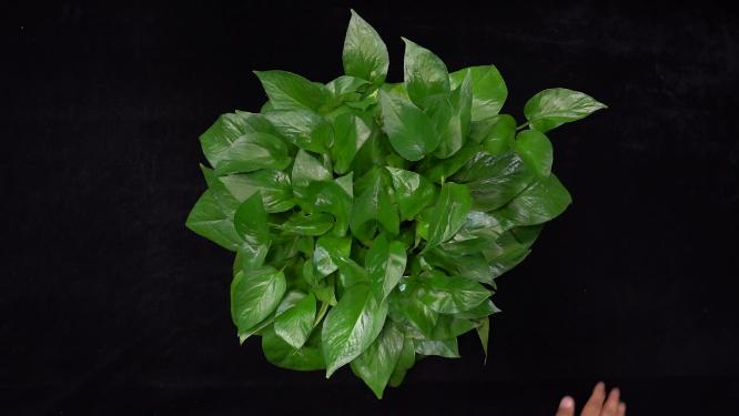 绿化除甲醛绿萝绿叶植物